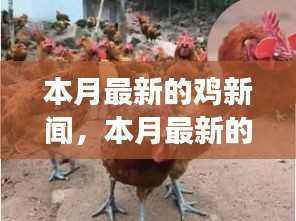 探索家禽产业创新与发展,本月最新鸡新闻报道
