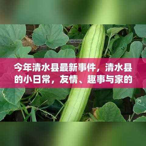 清水县的小日常,友情、趣事与家的温暖今年最新事件回顾