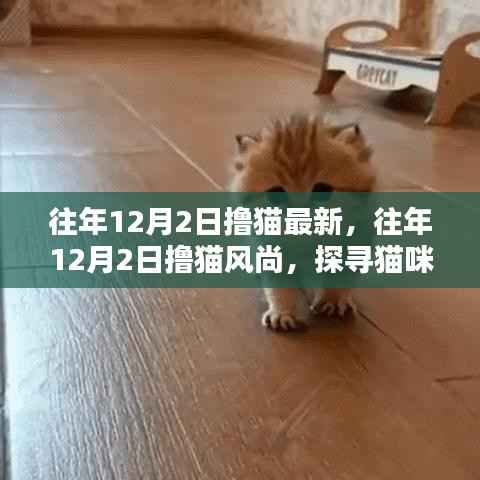 探寻猫咪热潮,往年12月2日撸猫风尚的独特魅力与最新动态