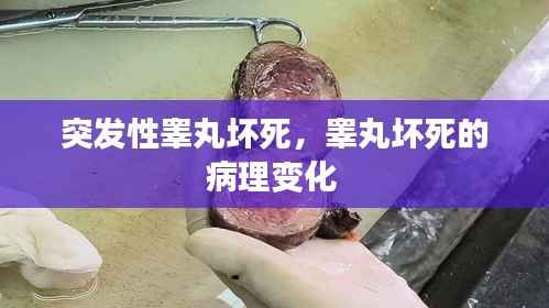 突发性睾丸坏死,睾丸坏死的病理变化