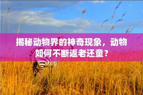 揭秘动物界的神奇现象,动物如何不断返老还童?