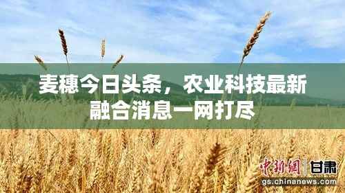 麦穗今日头条,农业科技最新融合消息一网打尽