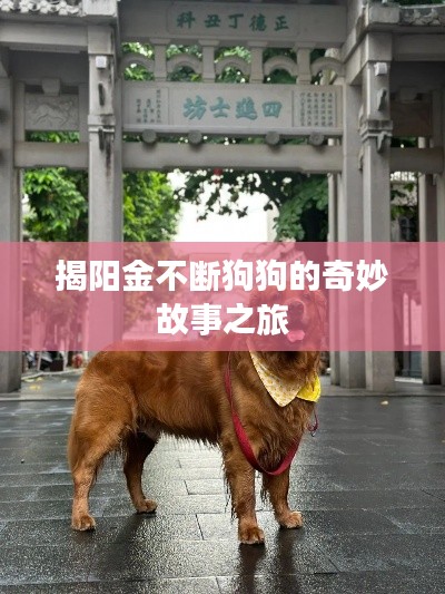揭阳金不断狗狗的奇妙故事之旅
