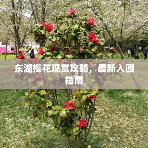 东湖樱花观赏攻略,最新入园指南