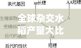 全球杂交水稻产量大比拼!排名揭晓!